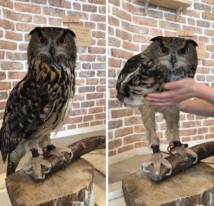 Had no idea owls have such long legs