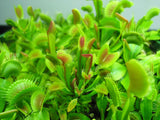 Venus Flytrap Seeds 100 pcs - Slim Wallet Company