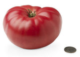 Mini Tomato Plant -m200 seeds - Slim Wallet Company