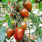 Mini Tomato Plant -m200 seeds - Slim Wallet Company