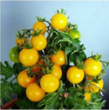 Mini Tomato Plant -m200 seeds - Slim Wallet Company