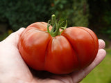 Mini Tomato Plant -m200 seeds - Slim Wallet Company