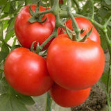 Mini Tomato Plant -m200 seeds - Slim Wallet Company