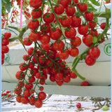 Mini Tomato Plant -m200 seeds - Slim Wallet Company