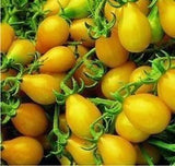 Mini Tomato Plant -m200 seeds - Slim Wallet Company