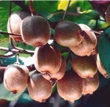 Kiwi fruit seeds - 100 pcs - Slim Wallet Company