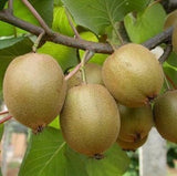 Kiwi fruit seeds - 100 pcs - Slim Wallet Company