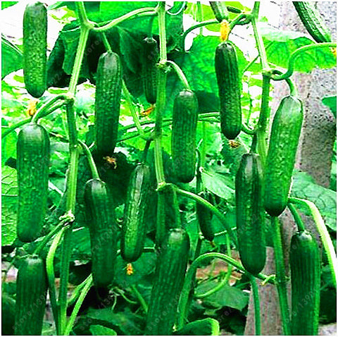 Extremely Early Cucumber, Polish variety 100 seeds - Slim Wallet Company