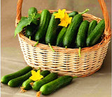 Extremely Early Cucumber, Polish variety 100 seeds - Slim Wallet Company