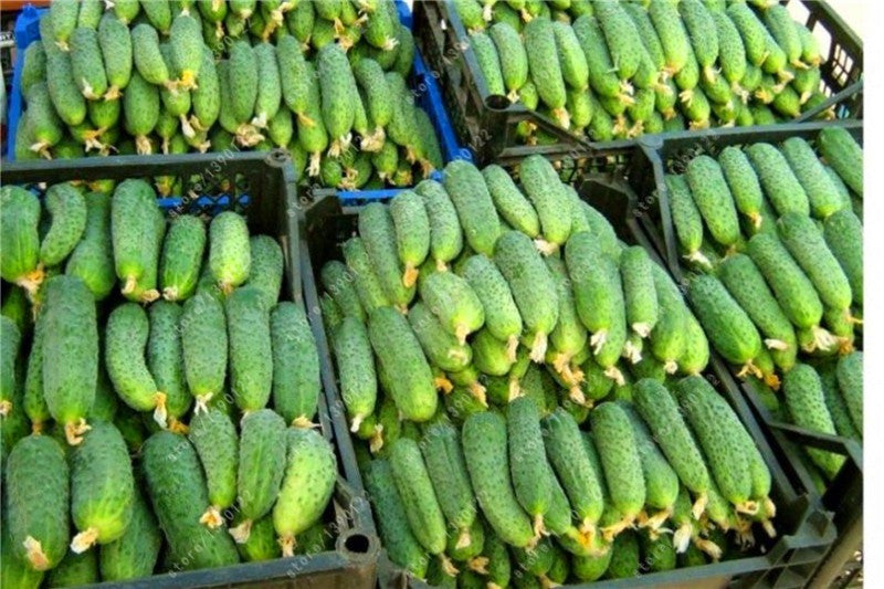 Extremely Early Cucumber, Polish variety 100 seeds Slim Wallet Company