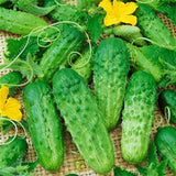 Extremely Early Cucumber, Polish variety 100 seeds - Slim Wallet Company