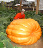 20Pcs Giant Pumpkin Seeds - Slim Wallet Company