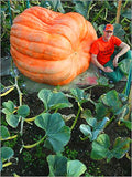 20Pcs Giant Pumpkin Seeds - Slim Wallet Company