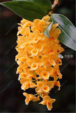 100pcs Cymbidium Orchid - Slim Wallet Company