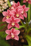 100pcs Cymbidium Orchid - Slim Wallet Company