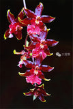 100pcs Cymbidium Orchid - Slim Wallet Company