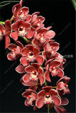 100pcs Cymbidium Orchid - Slim Wallet Company