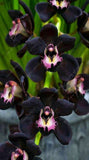 100pcs Cymbidium Orchid - Slim Wallet Company
