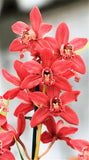 100pcs Cymbidium Orchid - Slim Wallet Company