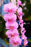 100pcs Cymbidium Orchid - Slim Wallet Company