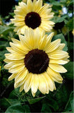 Sunflower Seeds 40 pcs/bag - Slim Wallet Company