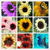 Sunflower Seeds 40 pcs/bag - Slim Wallet Company