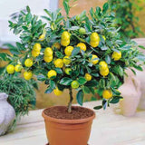 Bonsai Lemon Tree Seeds 50 pieces / bag - Slim Wallet Company