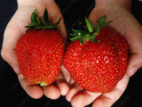 Giant Strawberry Seeds - Rare - Big as a Peach - 300/bag - Slim Wallet Company