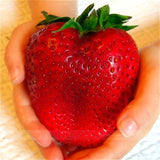 Giant Strawberry Seeds - Rare - Big as a Peach - 300/bag - Slim Wallet Company