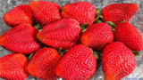 Giant Strawberry Seeds - Rare - Big as a Peach - 300/bag - Slim Wallet Company
