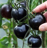 Mini Tomato Plant -m200 seeds - Slim Wallet Company