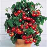 Mini Tomato Plant -m200 seeds - Slim Wallet Company