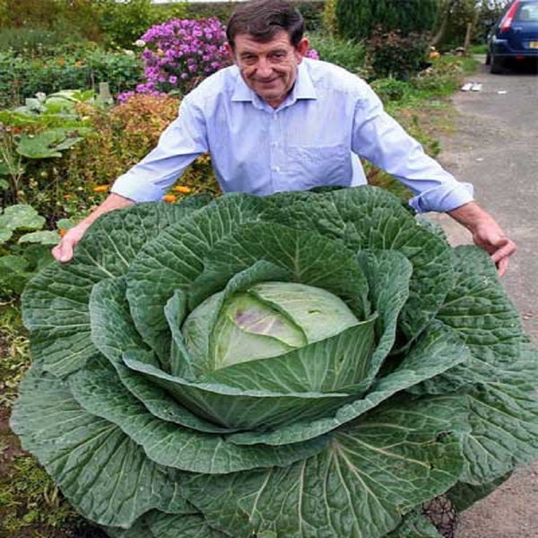 Rare Giant Russian Cabbage - 200 Seeds - Slim Wallet Company