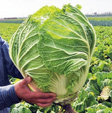 Rare Giant Russian Cabbage - 200 Seeds - Slim Wallet Company
