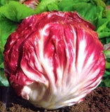 Rare Giant Russian Cabbage - 200 Seeds - Slim Wallet Company