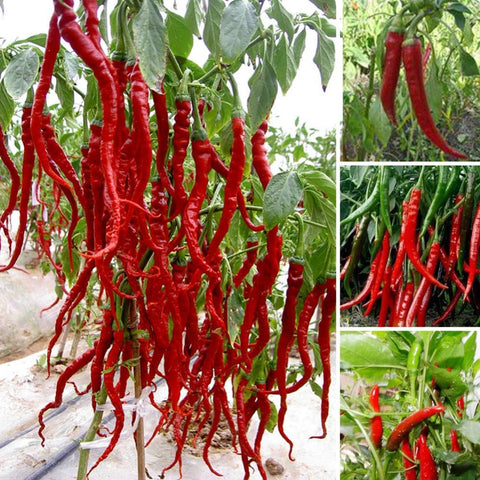 Giant Spicy Red Chili Hot Pepper - 200 seeds - Slim Wallet Company