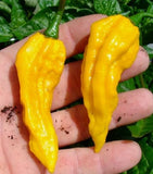 Giant Spicy Red Chili Hot Pepper - 200 seeds - Slim Wallet Company