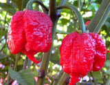 Giant Spicy Red Chili Hot Pepper - 200 seeds - Slim Wallet Company