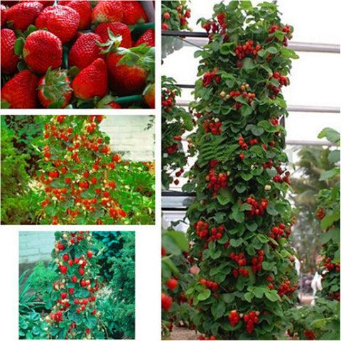 Strawberry Tree Seeds / Rare Colors  100 seeds - Slim Wallet Company