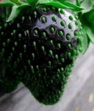 Strawberry Tree Seeds / Rare Colors  100 seeds - Slim Wallet Company