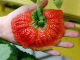 Strawberry Tree Seeds / Rare Colors  100 seeds - Slim Wallet Company