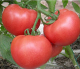 Bunches of bananas Hot Tomato 200 Seed  organic vegetable - Slim Wallet Company