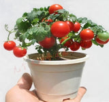 Bunches of bananas Hot Tomato 200 Seed  organic vegetable - Slim Wallet Company