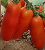 Bunches of bananas Hot Tomato 200 Seed  organic vegetable - Slim Wallet Company