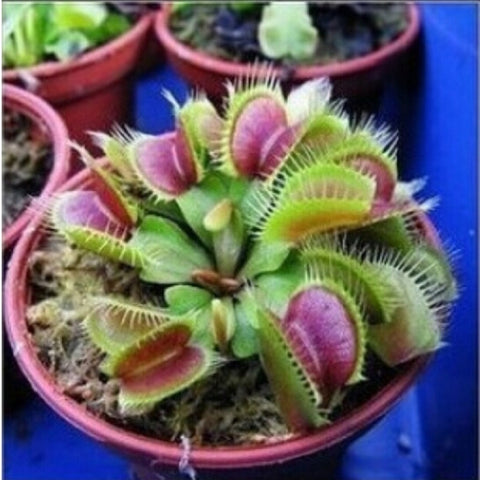 Venus Flytrap Seeds 100 pcs - Slim Wallet Company