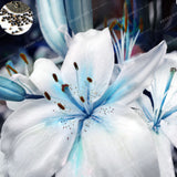 Specials Blue Heart Lily Seeds 50 Particles - Slim Wallet Company