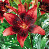 Specials Blue Heart Lily Seeds 50 Particles - Slim Wallet Company