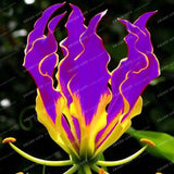 Specials Blue Heart Lily Seeds 50 Particles - Slim Wallet Company
