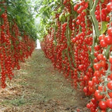 Novel Tomato Plants - 200 seeds / pack - Slim Wallet Company