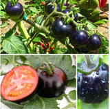 Novel Tomato Plants - 200 seeds / pack - Slim Wallet Company